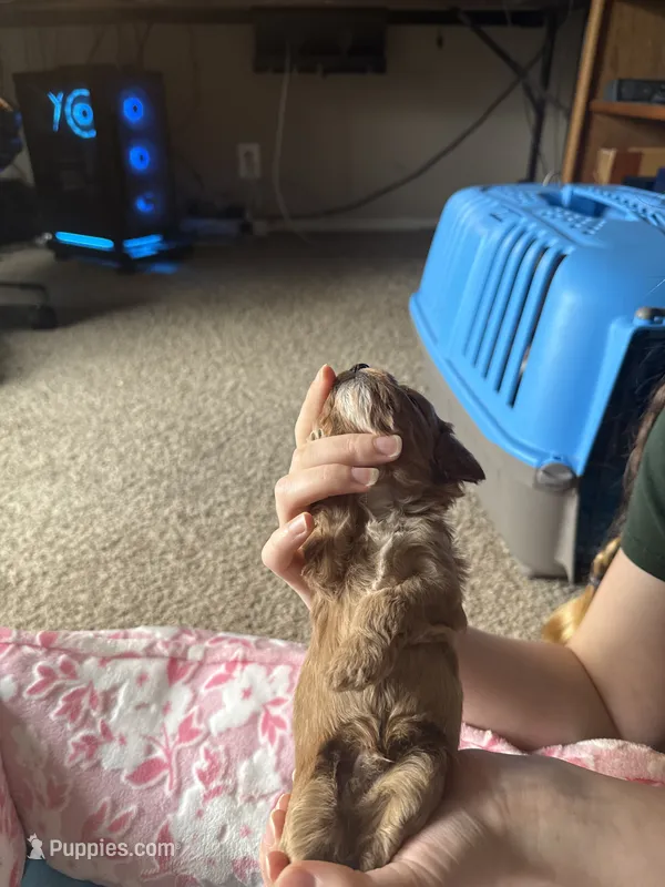 Gregory – Cavapoo puppy for sale in Marysville, WA