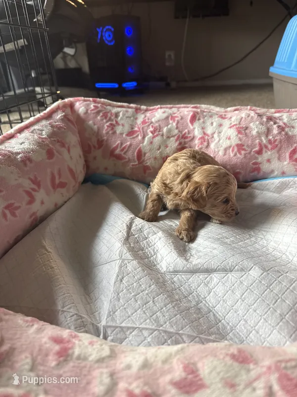 Gene – Cavapoo puppy for sale in Marysville, WA