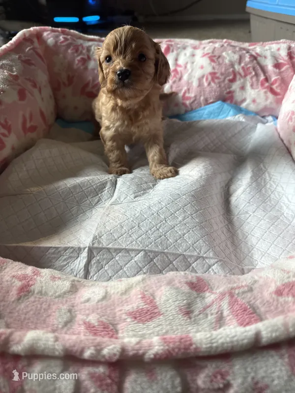 Jewel – Cavapoo puppy for sale in Marysville, WA