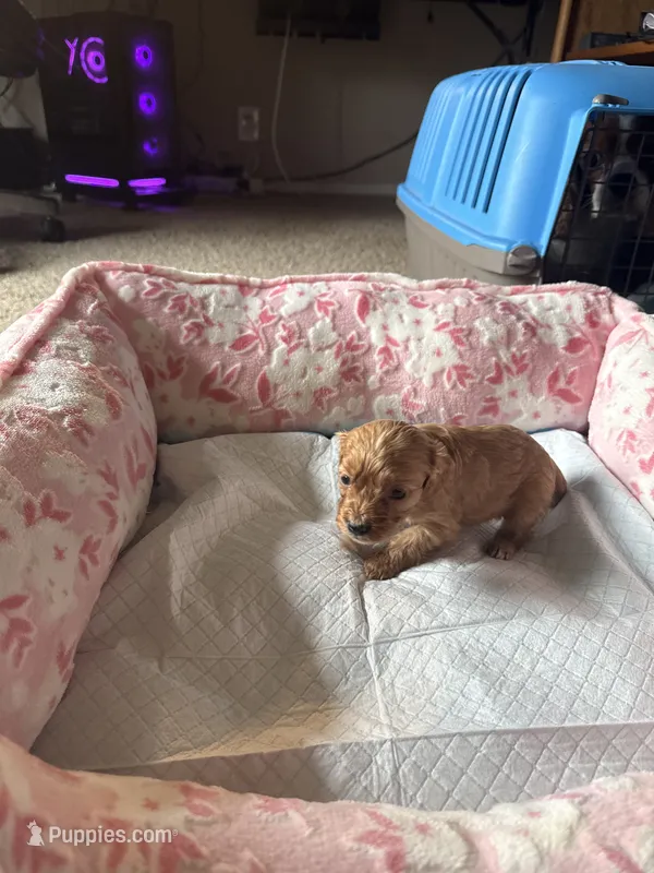 Ryu – Cavapoo puppy for sale in Marysville, WA