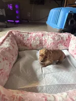 Ryu, a male Cavapoo for sale in Marysville, WA – 1 of 1