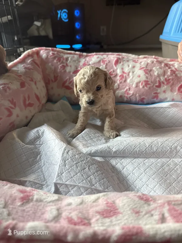 Toby – Cavapoo puppy for sale in Marysville, WA