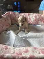 Toby, a male Cavapoo for sale in Marysville, WA – 1 of 1