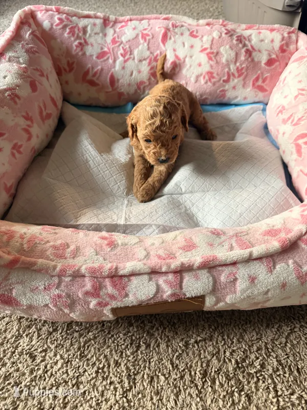 Chocolate  – Cavapoo puppy for sale in Marysville, WA