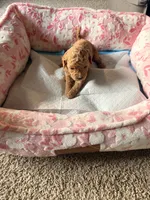 Chocolate , a male Cavapoo for sale in Marysville, WA – 1 of 1