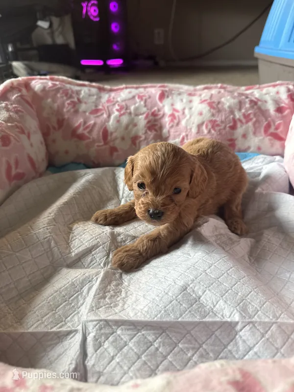 JD – Cavapoo puppy for sale in Marysville, WA