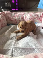 JD, a male Cavapoo for sale in Marysville, WA – 1 of 1