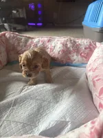 Jenny, a female Cavapoo for sale in Marysville, WA – 1 of 1