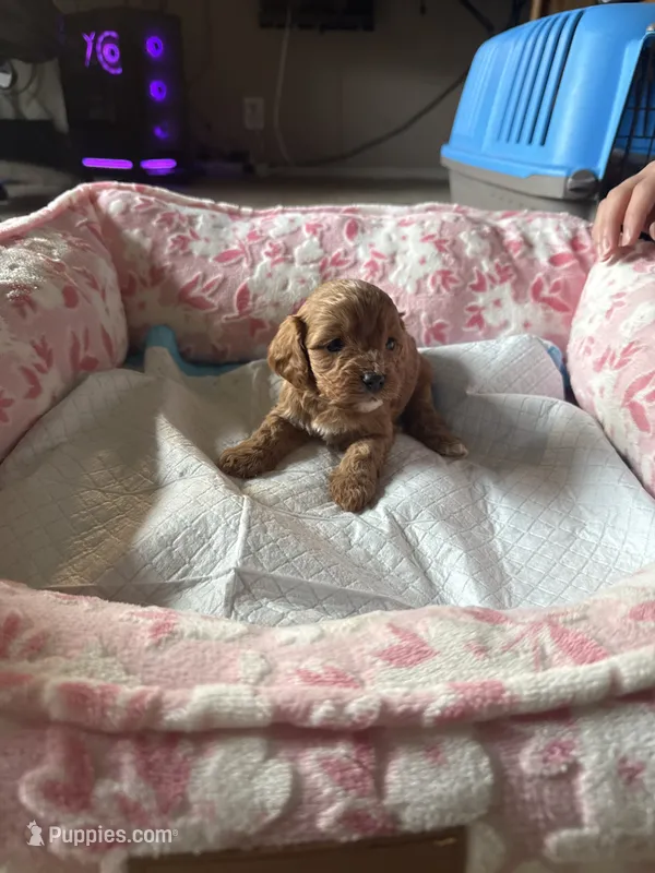Socks – Cavapoo puppy for sale in Marysville, WA