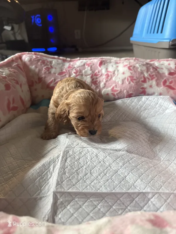 Angel – Cavapoo puppy for sale in Marysville, WA