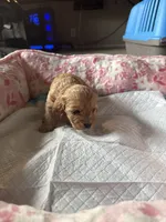 Angel, a female Cavapoo for sale in Marysville, WA – 1 of 1