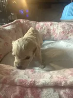 Migi, a female Cavapoo for sale in Marysville, WA – 1 of 1