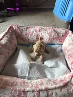 Zoey, a female Cavapoo for sale in Marysville, WA – 1 of 1