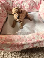 Carmel, a male Cavapoo for sale in Marysville, WA – 1 of 1