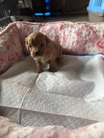 Gregory, a male Cavapoo for sale in Marysville, WA – 2 of 2