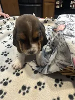 Praune, a female Basset Hound for sale in Pickerington, OH – Photo 1 of 3