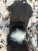 Praune, a female Basset Hound for sale in Pickerington, OH – Photo 2 of 3