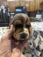 Praune, a female Basset Hound for sale in Pickerington, OH – Photo 3 of 3