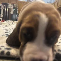 Rolo, a male Basset Hound for sale in Pickerington, OH – Photo 1 of 3