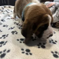 Rolo, a male Basset Hound for sale in Pickerington, OH – Photo 3 of 3