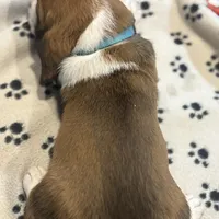 Rolo, a male Basset Hound for sale in Pickerington, OH – Photo 2 of 3