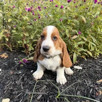 Fritz, a male Basset Hound for sale in Pickerington, OH – 1 of 1