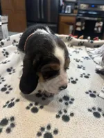 Kit kat, a female Basset Hound for sale in Pickerington, OH – Photo 1 of 3