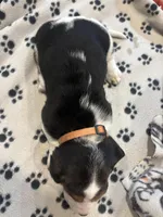 Kit kat, a female Basset Hound for sale in Pickerington, OH – Photo 3 of 3