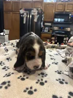 Kit kat, a female Basset Hound for sale in Pickerington, OH – Photo 2 of 3