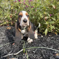 Finn, a male Basset Hound for sale in Pickerington, OH – Photo 2 of 2