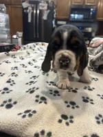 Twix, a female Basset Hound for sale in Pickerington, OH – Photo 2 of 3