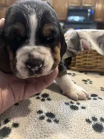 Twix, a female Basset Hound for sale in Pickerington, OH – Photo 3 of 3