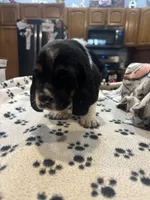 Hershey, a female Basset Hound for sale in Pickerington, OH – Photo 2 of 3