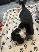 Hershey, a female Basset Hound for sale in Pickerington, OH – Photo 1 of 3