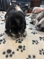 Hershey, a female Basset Hound for sale in Pickerington, OH – Photo 3 of 3