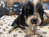 Snickers, a female Basset Hound for sale in Pickerington, OH – Photo 3 of 3