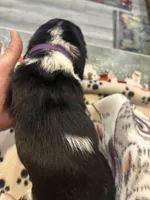 Snickers, a female Basset Hound for sale in Pickerington, OH – Photo 2 of 3