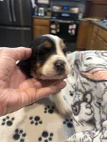 Snickers, a female Basset Hound for sale in Pickerington, OH – Photo 1 of 3