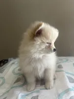 Peperoni, a male Pomeranian for sale in Las Vegas, NV – 3 of 3