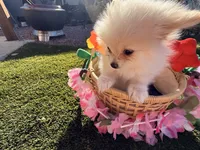 Peperoni, a male Pomeranian for sale in Las Vegas, NV – 6 of 7