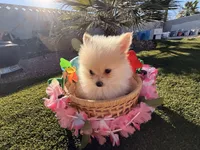 Peperoni, a male Pomeranian for sale in Las Vegas, NV – 5 of 7