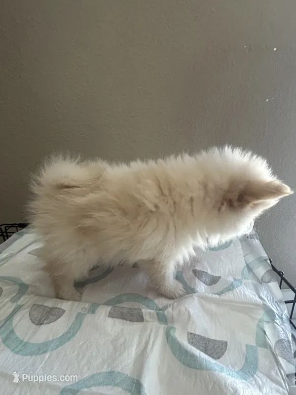 Peperoni – Pomeranian puppy for sale in Las Vegas, NV