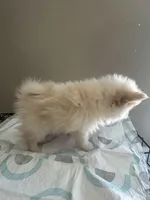Peperoni, a male Pomeranian for sale in Las Vegas, NV – 2 of 3
