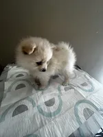 Lil Timmy, a male Pomeranian for sale in Las Vegas, NV – 2 of 4