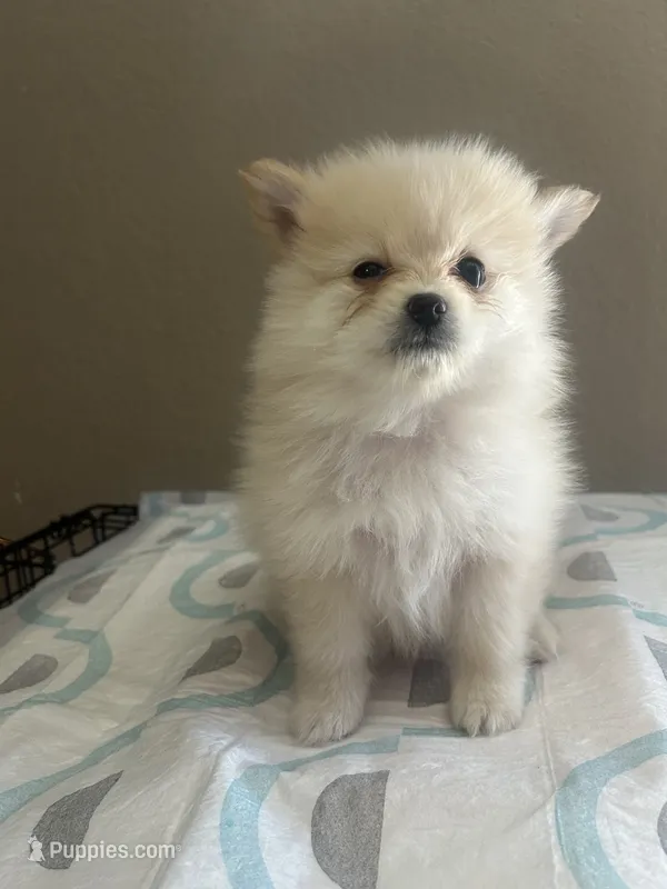 Peperoni – Pomeranian puppy for sale in Las Vegas, NV