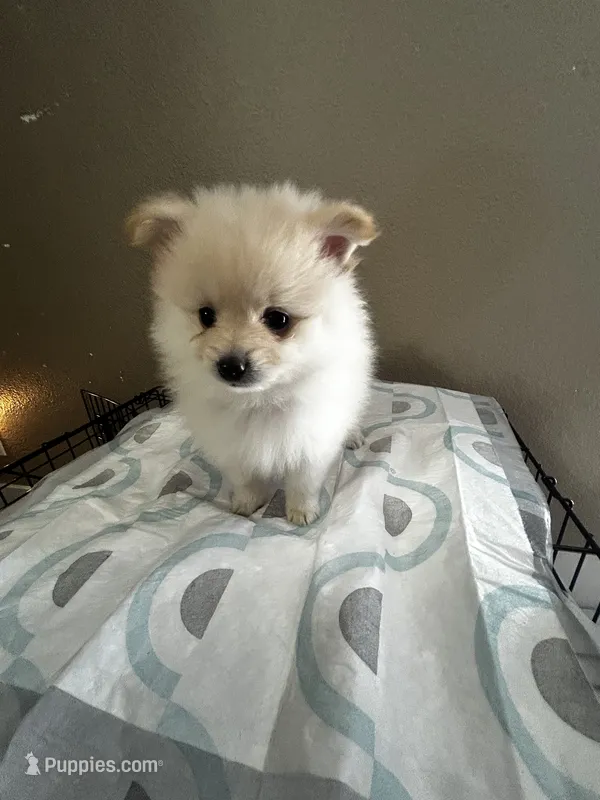 Lil Timmy – Pomeranian puppy for sale in Las Vegas, NV