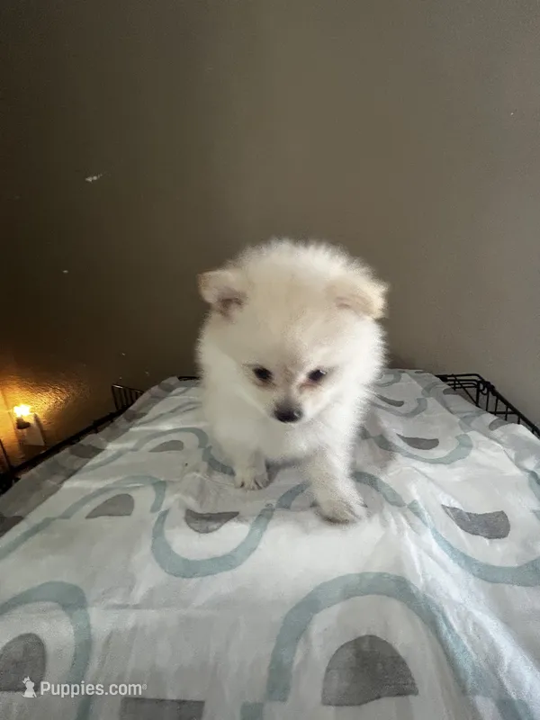 Bibble – Pomeranian puppy for sale in Las Vegas, NV