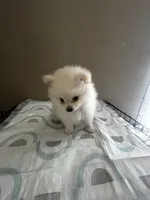 Bibble, a male Pomeranian for sale in Las Vegas, NV – 4 of 4