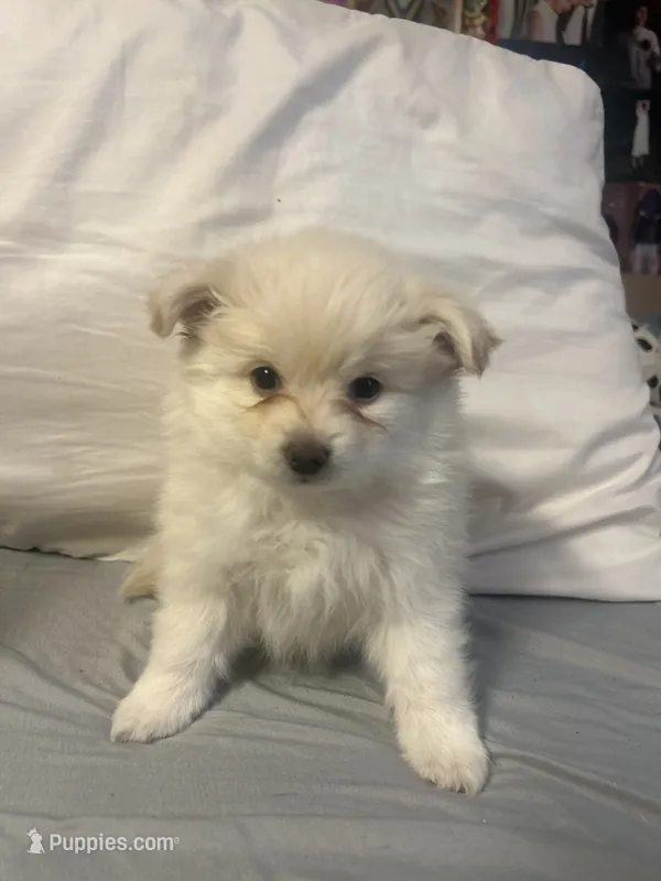 Pibble – Pomeranian puppy for sale in Las Vegas, NV