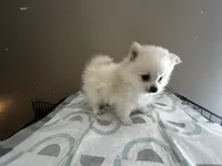 Bibble, a male Pomeranian for sale in Las Vegas, NV – 3 of 4